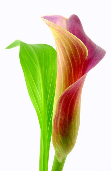 Calla with leaf — Stock Photo, Image