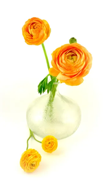 Ranunculus — Stock Photo, Image