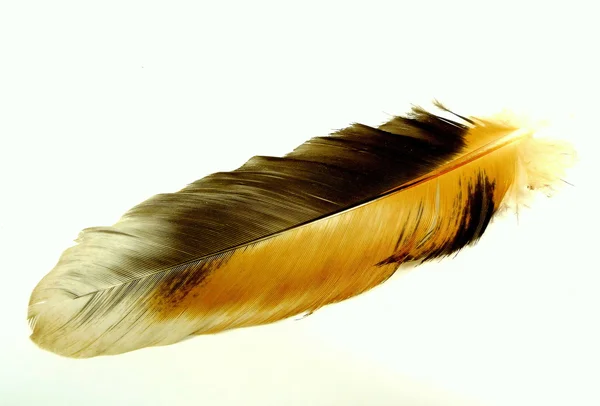 Chicken feather — Stock Photo, Image