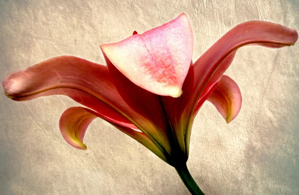 Pink lily — Stock Photo, Image