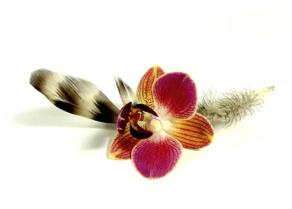 Feder mit Orchideenblüte — Stockfoto