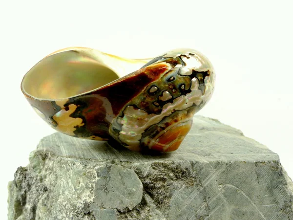 Sea snail on a stone — Stock Photo, Image