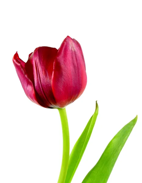 Red tulip — Stock Photo, Image