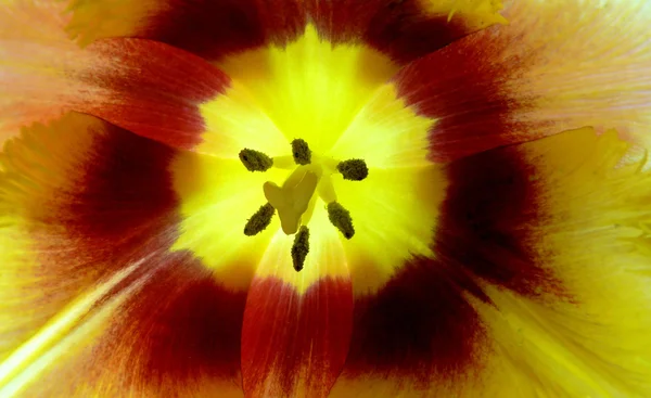 Тюльпановый макрос — стоковое фото