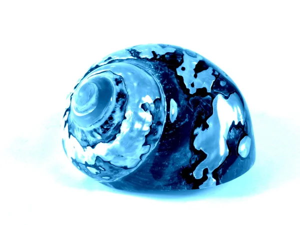 Deniz salyangoz bir taş üzerinde