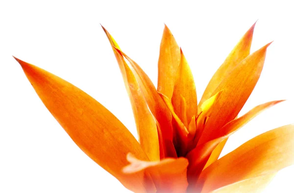 Tulip and calla — Stock Photo, Image