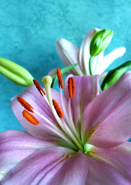 Orange lily with candle light — Stock Photo, Image