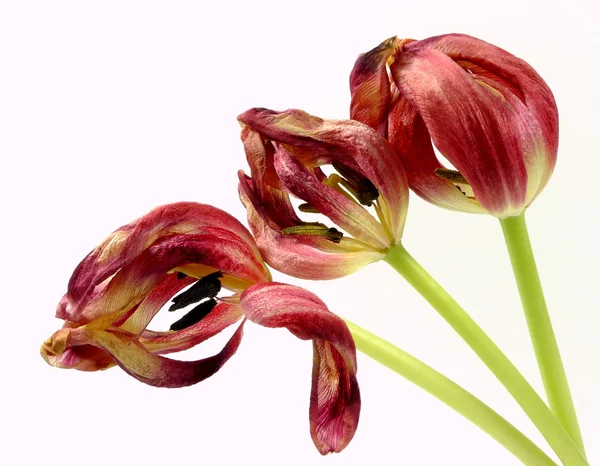 Натюрморт з тюльпаном — стокове фото