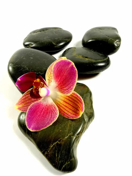 Orchid on stone — Stock Photo, Image