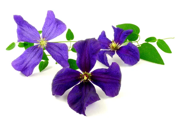 Clematis — Stockfoto