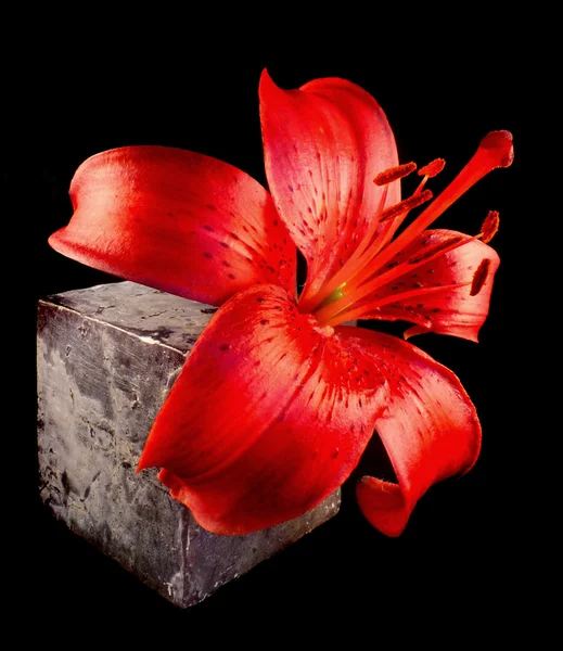 Червона лілія з каменем — стокове фото