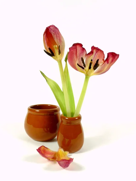 Bodegón con tulipán —  Fotos de Stock