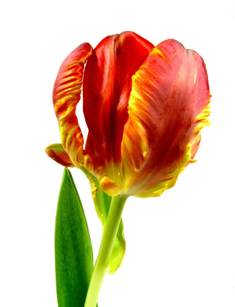 Papegoja tulip — Stockfoto
