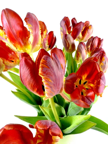 Ramo de tulipán loro — Foto de Stock