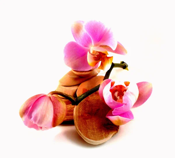 Pink orchid — Stock Photo, Image