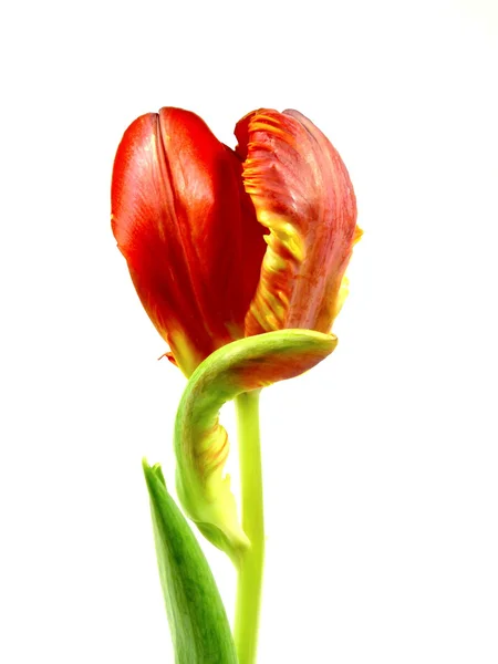 Papegaai tulip — Stockfoto