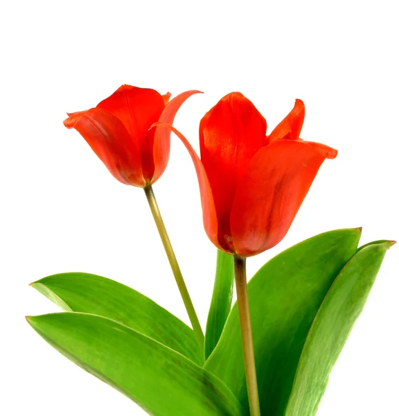 Tulipas vermelhas — Fotografia de Stock