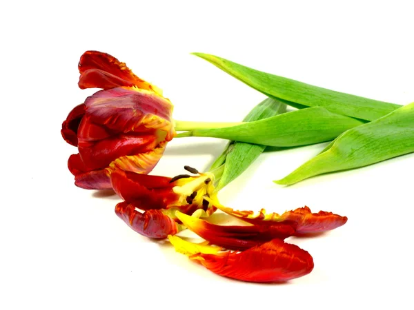 Parrot tulip — Stock Photo, Image