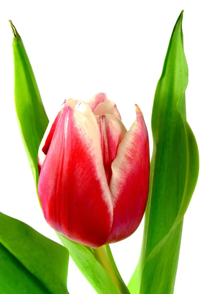 Tulpe — Stockfoto