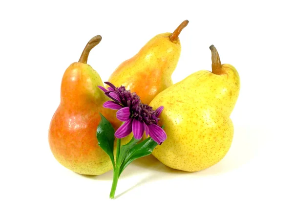 Pears with chrysanthemum — Stock Photo, Image