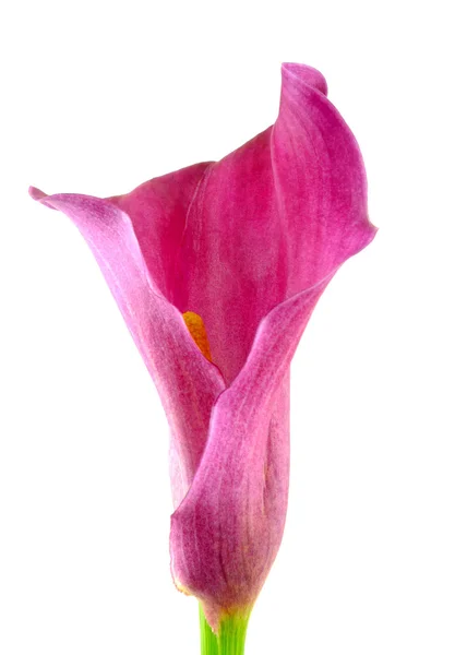 Calla bouquet — Stock Photo, Image