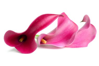 pembe callas
