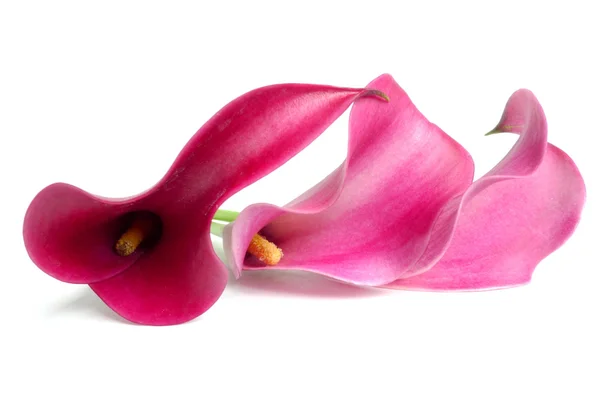 Pink callas — Stock Photo, Image