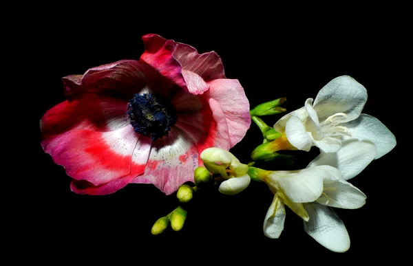 Pink anemone — Stock Photo, Image