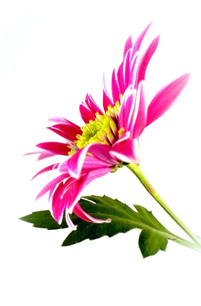 Chrysant — Stockfoto