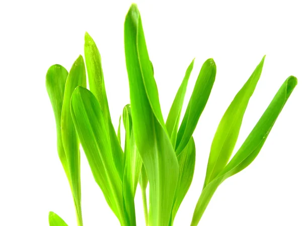 Fresh green — Stock Photo, Image