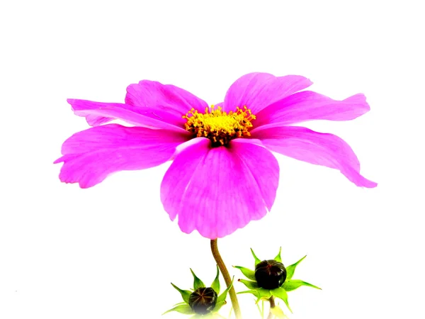 Cosmea — Stockfoto