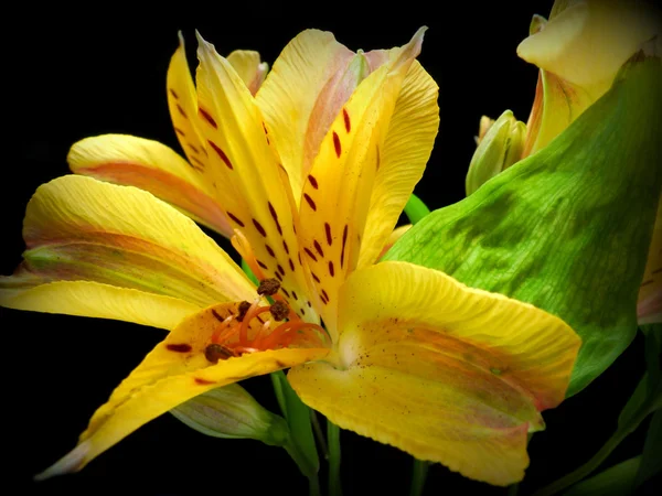 Incas lily — Stock Photo, Image