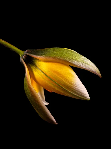 Tulipa selvagem — Fotografia de Stock