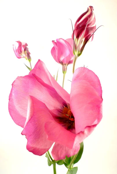 Lisianthus rosa — Fotografia de Stock