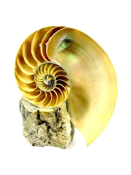 Nautilus z perls — Zdjęcie stockowe