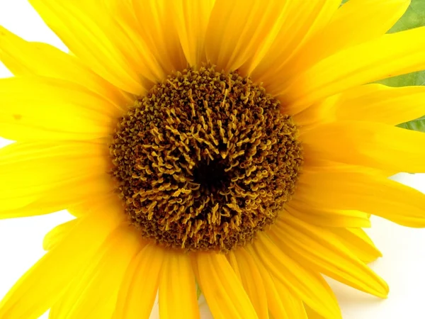 Kwiat słońca — Zdjęcie stockowe