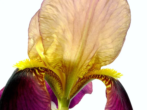 IRIS — Photo