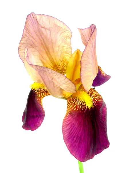 Iris — Stock Photo, Image