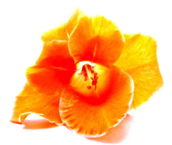 Gladiolo arancione — Foto Stock
