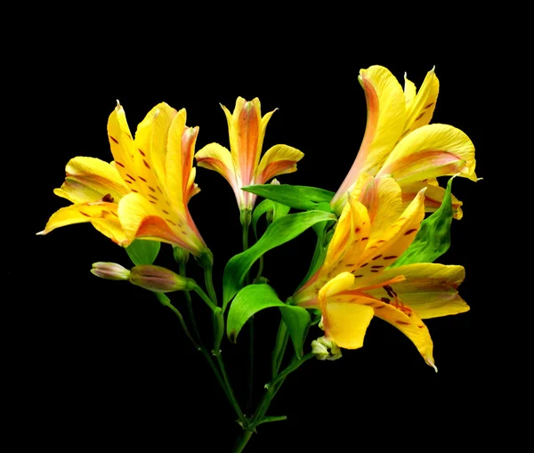 Inka's lily — Stock Photo, Image