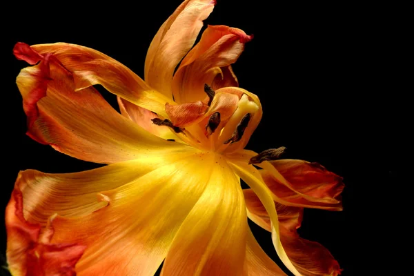 Wilting tulip — Stock Photo, Image