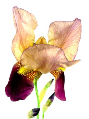 Iris