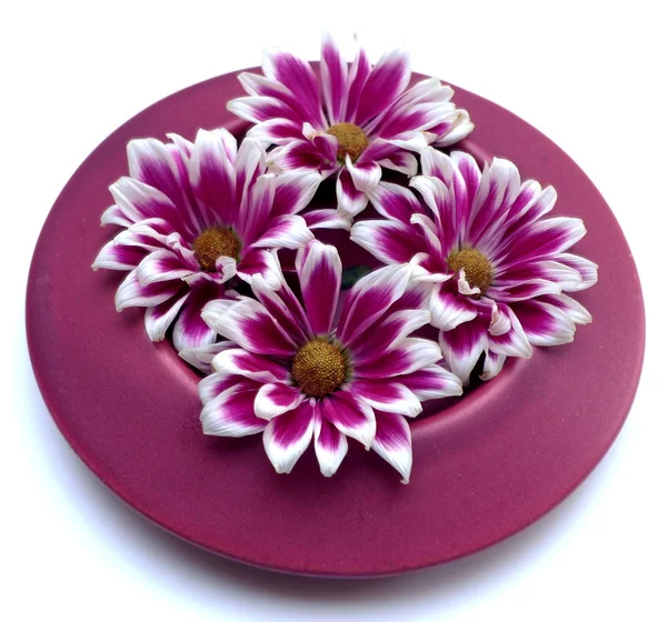 Chrysanthemum plate — Stock Photo, Image