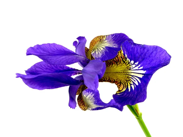 Blue iris in a jug — Stock Photo, Image