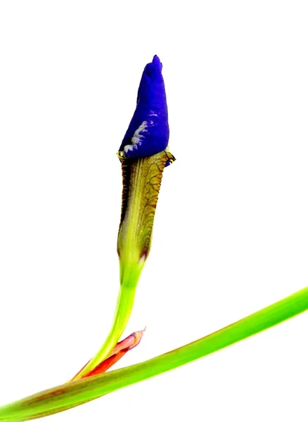 Blue iris in a jug — Stock Photo, Image