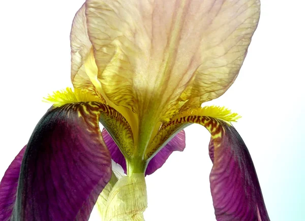 Iris — Stock Photo, Image