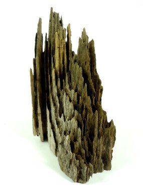 eski ağaçları düştü