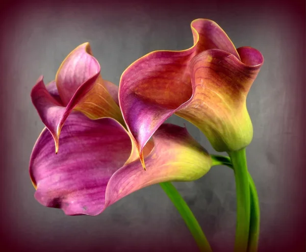 pembe calla