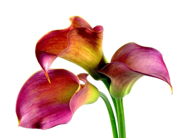 Calla