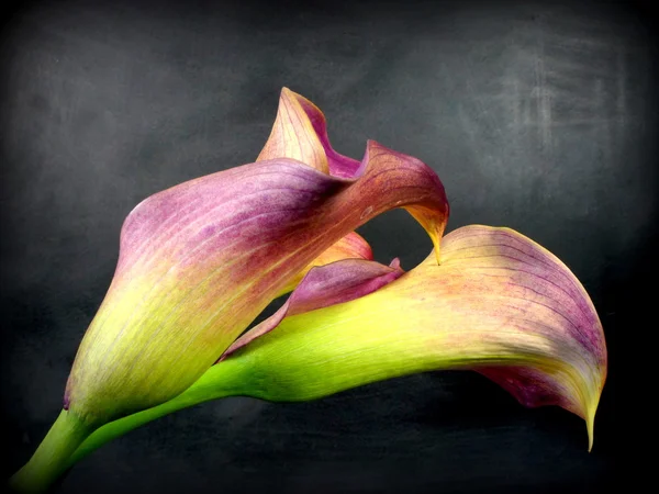 Calla with texture — Stock Photo, Image